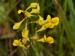 Utricularia odorata
