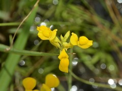 Utricularia odorata