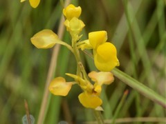 Utricularia odorata