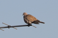 Streptopelia decaocto