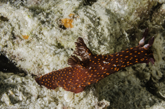 Nembrotha