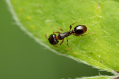 Tetramorium semilaeve