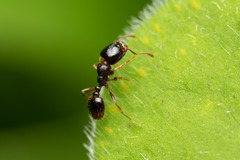 Tetramorium semilaeve