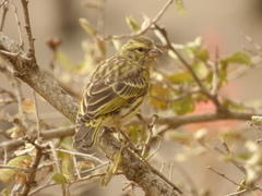 Crithagra dorsostriata