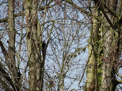 Dendrocopos major