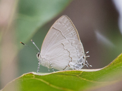 Symbiopsis lenitas