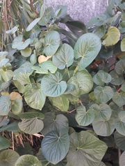 Piperales