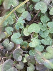 Cochlearia danica
