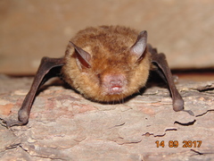 Rhogeessa parvula
