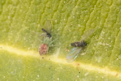 Nigma puella