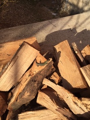 Podarcis melisellensis