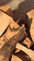 Podarcis melisellensis