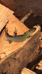 Podarcis melisellensis
