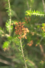 Erica multiflora