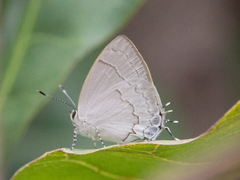 Symbiopsis lenitas