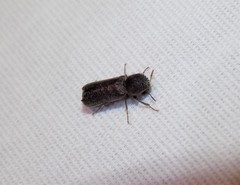 Amphicerus bicaudatus