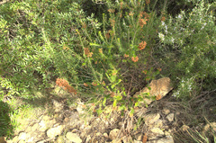 Erica multiflora