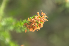 Erica multiflora