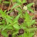 Hyptis lantanifolia - Photo (c) Neptalí Ramírez Marcial, some rights reserved (CC BY), uploaded by Neptalí Ramírez Marcial