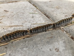 Thaumetopoea pityocampa