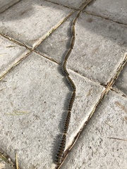 Thaumetopoea pityocampa