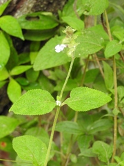 Salvia mocinoi