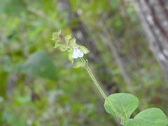 Salvia mocinoi