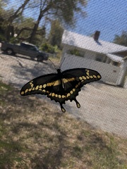 Heraclides cresphontes