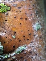 Arthonia punctiformis