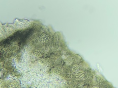 Arthonia punctiformis