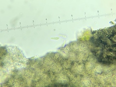 Arthonia punctiformis