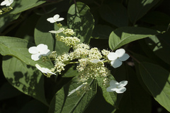 Hydrangea heteromalla