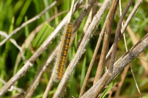 Grass Eggar