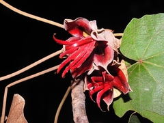 Chiranthodendron pentadactylon