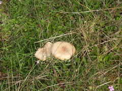 Melanoleuca grammopodia