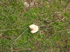 Melanoleuca grammopodia