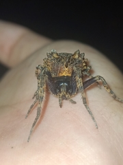 Poltys illepidus