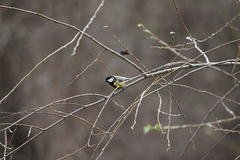 Parus major