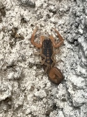Centruroides vittatus