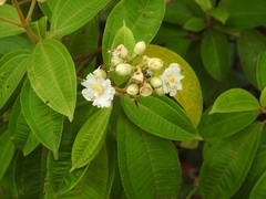 Miconia subhirsuta