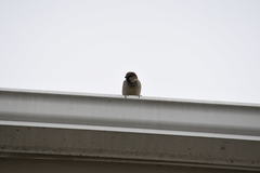 Passer domesticus