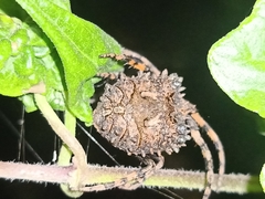 Poltys illepidus