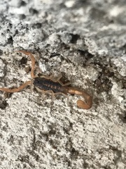 Centruroides vittatus