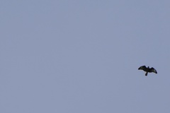 Buteo buteo