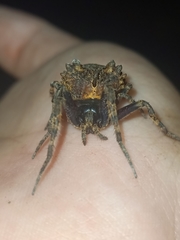 Poltys illepidus