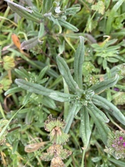 Buglossoides