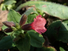 Pulmonaria rubra