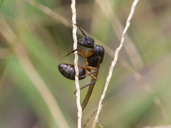 Camponotus