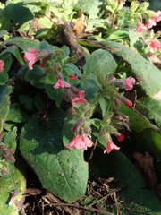 Pulmonaria rubra