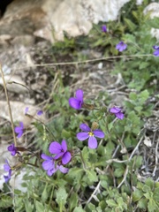 Aubrieta deltoidea